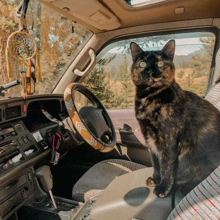 van life with a cat