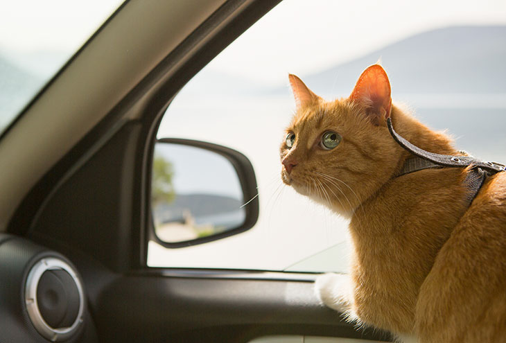 How To Van Life With A Cat