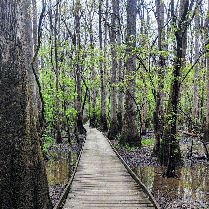 congaree national park