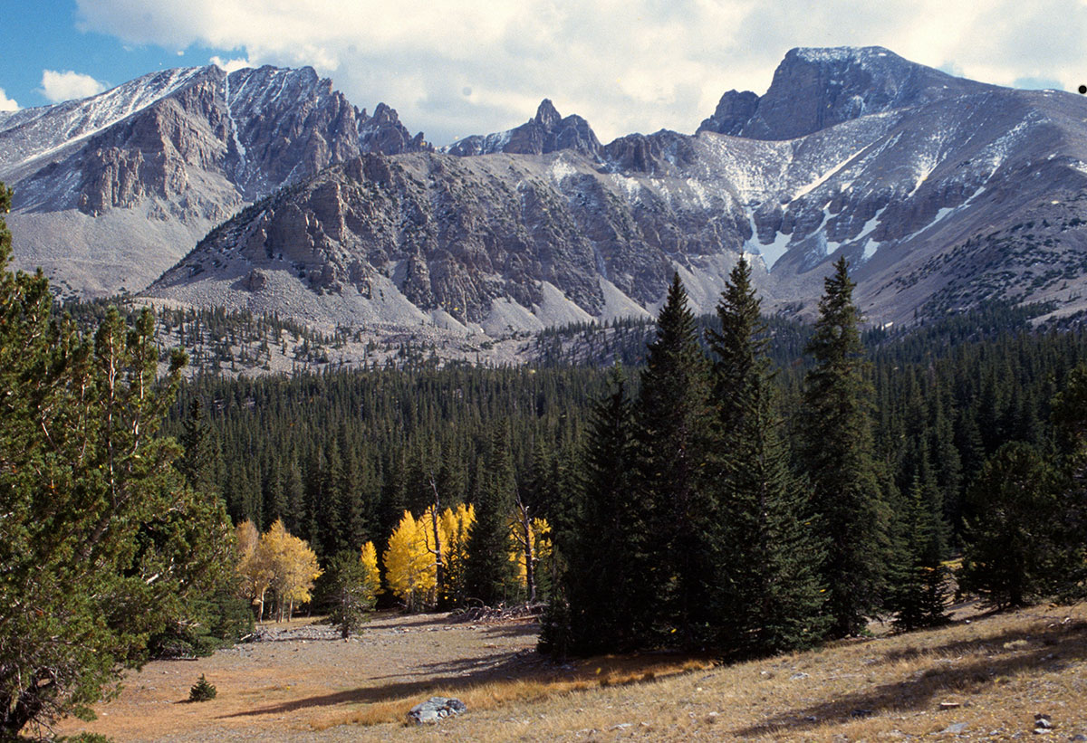 are dogs allowed in great basin national park