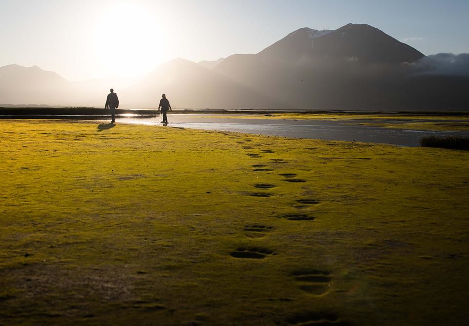 Green algae on the expansive tidal flats of the Katmai 