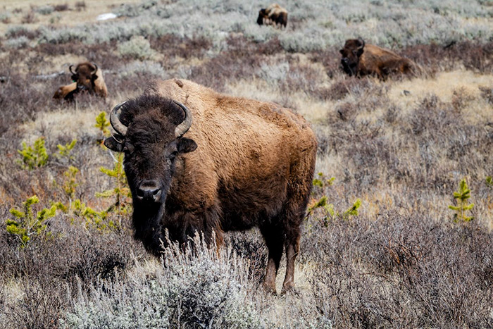 yellowstone vs zion