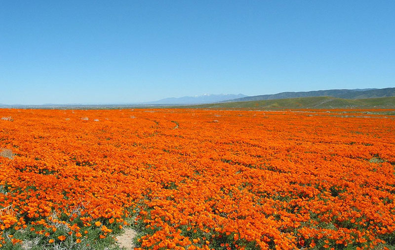 Antelope Valley California Poppy Reserve State Natural Reserve