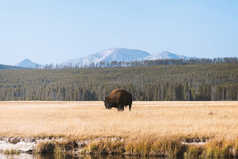 yellowstone national park - montana