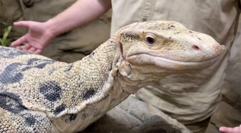 The Reptile Zoo - Things To Do In Fountain Vally, CA